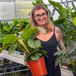 Kalatea (Calathea orbifolia) - výška 30-40 cm, kont. C2L